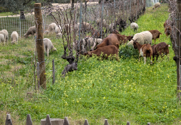 Samedi 11.10.2025 / Les vignes de La Sauvebonne